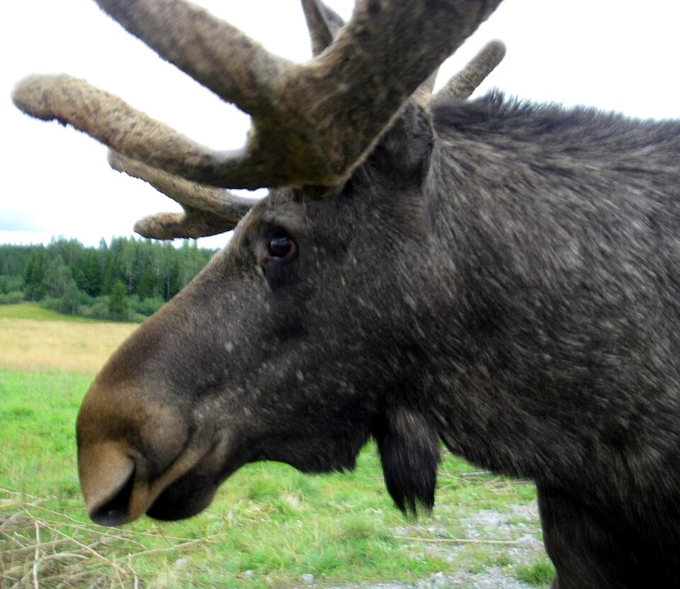 Älgbild från Älgens Hus i Balsjö, Bjurholms kommun, 2013