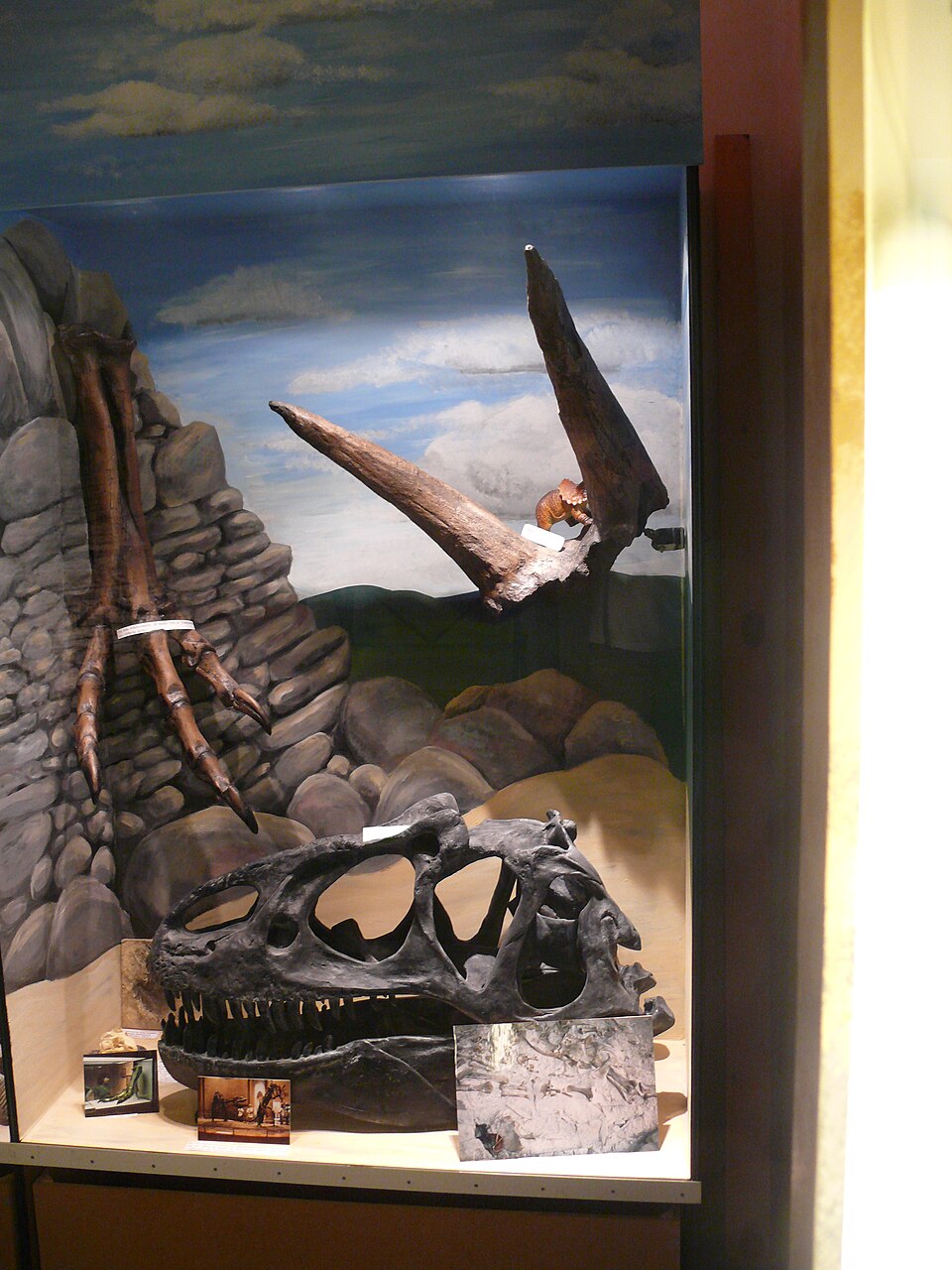Allosaurus skull, Albertosaurus foot, Triceratops horns.