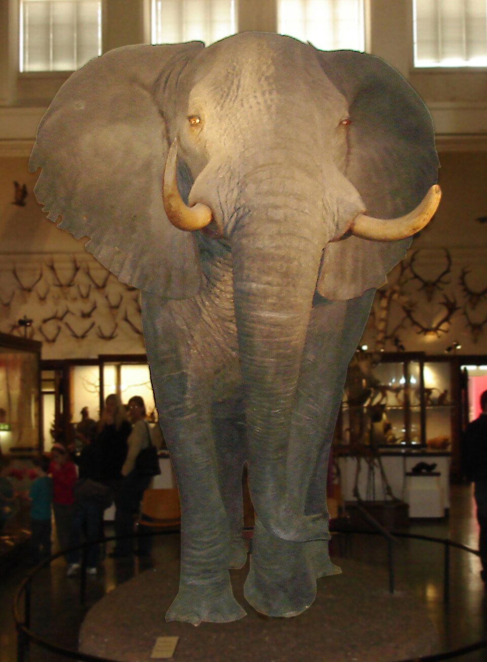 Elefant Naturhistoriska Museet Göteborg